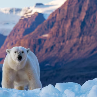 L'ours polaire © Rixie, Adobe Stock